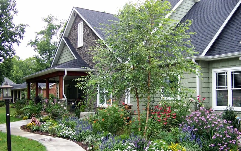 River Birch Tree (Betula Nigra) - 3 Pack Of 1.5 Quart Pots 6 River Birch Tree (Betula Nigra) - 3 Pack Of 1.5 Quart Pots - Image 6