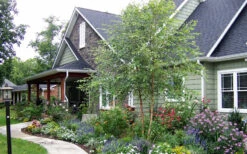 River Birch Tree (Multi Trunk) - 2 Gallon Pot -Wilson Bros Gardens River Birch Tree B 2