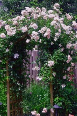 New Dawn Climbing Rose - 3 Gallon Pot 16 New Dawn Climbing Rose - 3 Gallon Pot -Wilson Bros Gardens Rose Climbing New Dawn 10