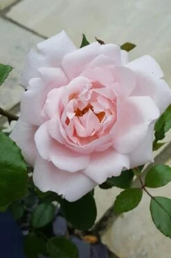 New Dawn Climbing Rose - 3 Gallon Pot 17 New Dawn Climbing Rose - 3 Gallon Pot -Wilson Bros Gardens Rose Climbing New Dawn 12