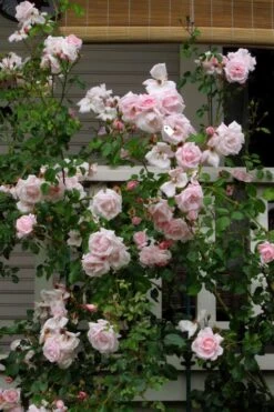 New Dawn Climbing Rose - 3 Gallon Pot 18 New Dawn Climbing Rose - 3 Gallon Pot -Wilson Bros Gardens Rose Climbing New Dawn 14