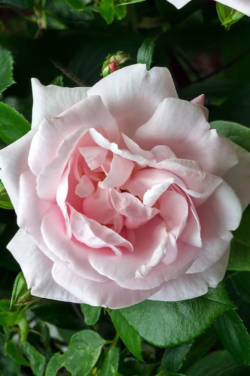 New Dawn Climbing Rose - 3 Gallon Pot 10 New Dawn Climbing Rose - 3 Gallon Pot - Image 10