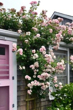 New Dawn Climbing Rose - 3 Gallon Pot 15 New Dawn Climbing Rose - 3 Gallon Pot -Wilson Bros Gardens Rose Climbing New Dawn 18