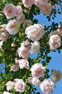 New Dawn Climbing Rose - 3 Gallon Pot 13 New Dawn Climbing Rose - 3 Gallon Pot -Wilson Bros Gardens Rose Climbing New Dawn 2