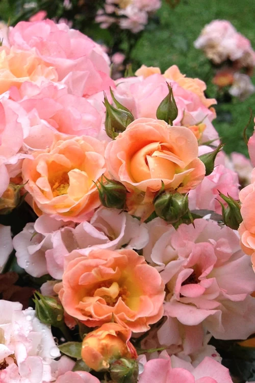 Peach Drift Groundcover Rose - 2 Gallon Pot 5 Peach Drift Groundcover Rose - 2 Gallon Pot - Image 5