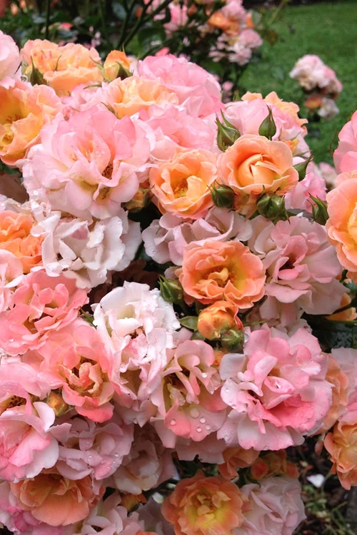 Peach Drift Groundcover Rose - 2 Gallon Pot 1 Peach Drift Groundcover Rose - 2 Gallon Pot