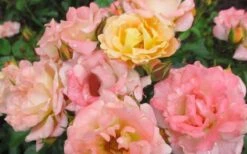 Peach Drift Groundcover Rose - 2 Gallon Pot 8 Peach Drift Groundcover Rose - 2 Gallon Pot -Wilson Bros Gardens Rose Drift Peach