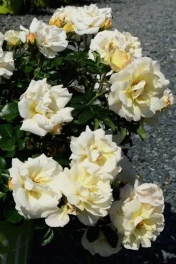 Popcorn Drift Groundcover Rose - 3 Gallon Pot -Wilson Bros Gardens Rose Drift Popcorn 10 2