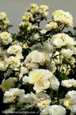Popcorn Drift Groundcover Rose - 2 Gallon Pot -Wilson Bros Gardens Rose Drift Popcorn 16 1