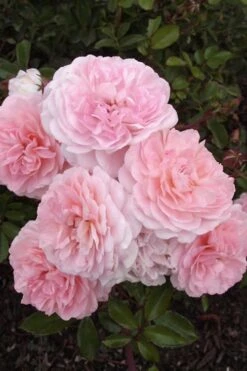 Sweet Drift Groundcover Rose - 2 Gallon Pot -Wilson Bros Gardens Rose Drift Sweet 20 1