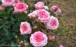 Sweet Drift Groundcover Rose - 2 Gallon Pot -Wilson Bros Gardens Rose Drift Sweet 21 1