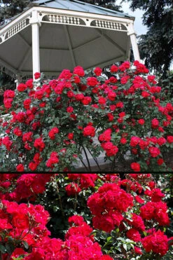 Linda Campbell Hybrid Rugosa Rose - 3 Gallon Pot -Wilson Bros Gardens Rose Linda Campbell 3