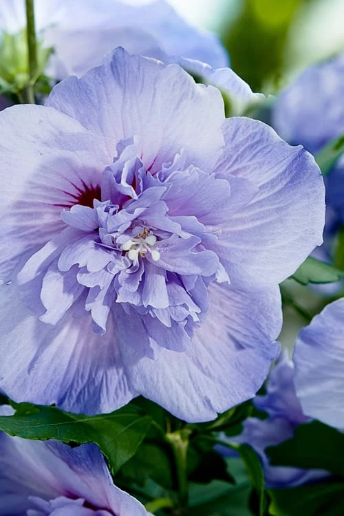 Blue Chiffon Rose Of Sharon - 5 Gallon Pot 5 Blue Chiffon Rose Of Sharon - 5 Gallon Pot - Image 5