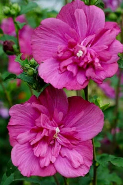 Magenta Chiffon Rose Of Sharon - Hibiscus Syriacus - 3 Gallon Pot -Wilson Bros Gardens Rose Of Sharon Magenta Chiffon 8