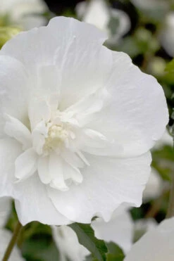 White Pillar Rose Of Sharon - 2 Gallon Pot -Wilson Bros Gardens Rose Of Sharon White Pillar 2 1