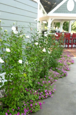 White Pillar Rose Of Sharon - 3 Gallon Pot -Wilson Bros Gardens Rose Of Sharon White Pillar 4