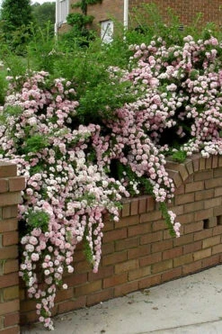 Petite Pink Scotch Miniature Rose - 1 Gallon Pot -Wilson Bros Gardens Rose Petite Scotch Pink 10