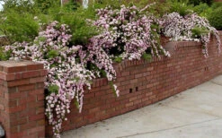 Petite Pink Scotch Miniature Rose - 1 Gallon Pot -Wilson Bros Gardens Rose Petite Scotch Pink 2