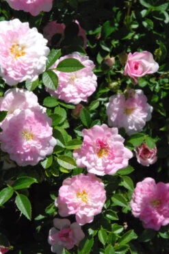 Petite Pink Scotch Miniature Rose - 1 Gallon Pot -Wilson Bros Gardens Rose Petite Scotch Pink 3