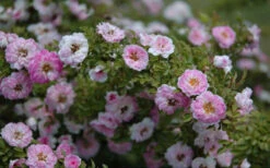 Petite Pink Scotch Miniature Rose - 1 Gallon Pot -Wilson Bros Gardens Rose Petite Scotch Pink 4