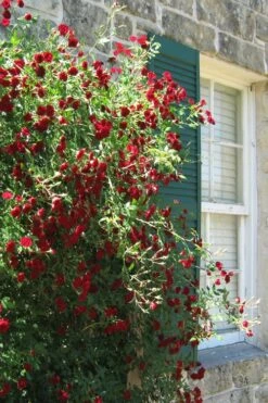 Red Cascade Miniature Climbing Rose - 6 Pack Of 1 Gallon Pots 17 Red Cascade Miniature Climbing Rose - 6 Pack Of 1 Gallon Pots -Wilson Bros Gardens Rose Red Cascade 10 1