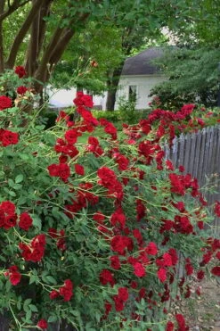 Red Cascade Miniature Climbing Rose - 6 Pack Of 1 Gallon Pots 16 Red Cascade Miniature Climbing Rose - 6 Pack Of 1 Gallon Pots -Wilson Bros Gardens Rose Red Cascade 11 1