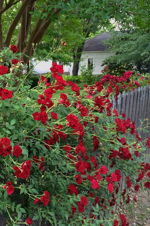 Red Cascade Miniature Climbing Rose - 6 Pack Of 1 Gallon Pots 8 Red Cascade Miniature Climbing Rose - 6 Pack Of 1 Gallon Pots - Image 8