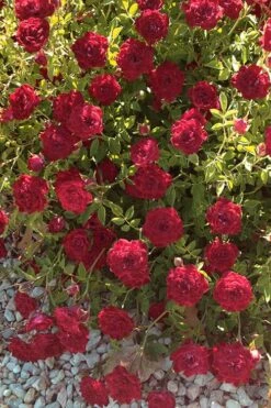 Red Cascade Miniature Climbing Rose - 1 Gallon Pot -Wilson Bros Gardens Rose Red Cascade 12