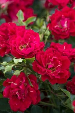 Red Drift Groundcover Rose - 3 Gallon Pot 9 Red Drift Groundcover Rose - 3 Gallon Pot -Wilson Bros Gardens Rose Red Drift BS