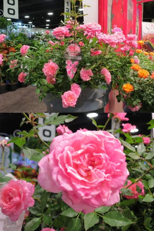 Sunrosa Fragrant Pink Dwarf Shrub Rose - 1 Gallon Pot 4 Sunrosa Fragrant Pink Dwarf Shrub Rose - 1 Gallon Pot - Image 4