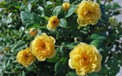 Sunrosa Yellow Dwarf Shrub Rose - 1 Gallon Pot 11 Sunrosa Yellow Dwarf Shrub Rose - 1 Gallon Pot -Wilson Bros Gardens Rose Sunrosa Yellow 1