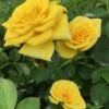 Sunrosa Yellow Dwarf Shrub Rose - 1 Gallon Pot