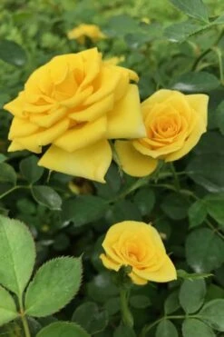 Sunrosa Yellow Dwarf Shrub Rose - 1 Gallon Pot