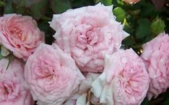 Sweet Drift Groundcover Rose - 1 Gallon Pot -Wilson Bros Gardens Rose Sweet Drift 2