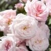 Sweet Drift Groundcover Rose - 3 Gallon Pot