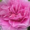 Therese Bugnet Rugosa Rose - 3 Gallon Pot