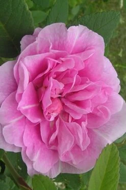 Therese Bugnet Rugosa Rose - 3 Gallon Pot -Wilson Bros Gardens Rose Therese Bugnet 3