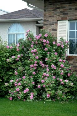 Therese Bugnet Rugosa Rose - 3 Gallon Pot -Wilson Bros Gardens Rose Therese Bugnet 4