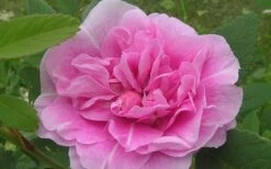 Therese Bugnet Rugosa Rose - 3 Gallon Pot -Wilson Bros Gardens Rose Therese Bugnet 5
