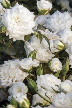 White Drift Rose - 1 Gallon Pot -Wilson Bros Gardens Rose White Drift 500x750 1