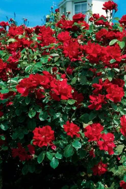 Winner's Circle Red Climbing Rose - 3 Gallon Pot