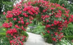 Winner's Circle Red Climbing Rose - 3 Gallon Pot -Wilson Bros Gardens Rose Winners Circle 3