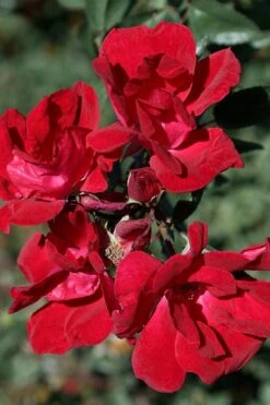 Winner's Circle Red Climbing Rose - 3 Gallon Pot -Wilson Bros Gardens Rose Winners Circle 7