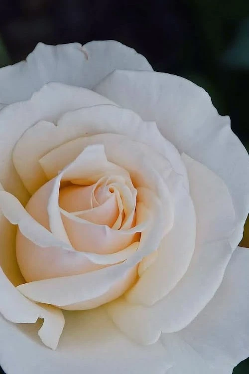 Easy Spirit White Rose - 3 Gallon Pot 5 Easy Spirit White Rose - 3 Gallon Pot - Image 5