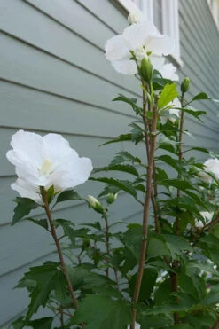 White Pillar Rose Of Sharon - 2 Gallon Pot -Wilson Bros Gardens Rose of Sharon White Pillar 5 1