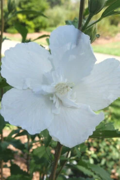 White Pillar Rose Of Sharon - 2 Gallon Pot -Wilson Bros Gardens Rose of Sharon White Pillar 7 1