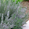Arp Rosemary - 1 Gallon Pot