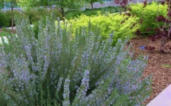 Arp Rosemary - 1 Gallon Pot -Wilson Bros Gardens Rosemary Arp Blooming