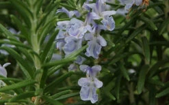 Arp Rosemary - 1 Gallon Pot -Wilson Bros Gardens Rosemary Arp Closeup 2