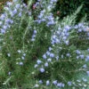 Chef's Choice Rosemary - 1 Gallon Pot